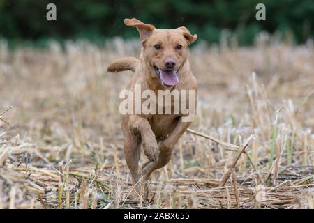 Rotfuchs Labrador läuft in Richtung Kamera Stockfoto