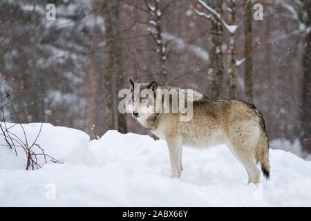 Ein einsamer Timber Wolf oder grauen Wolf Canis lupus wandern im Winter Schnee in Kanada Stockfoto
