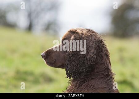 Seitlicher Kopfschuss eines Schokoladenkokerspaniels Stockfoto