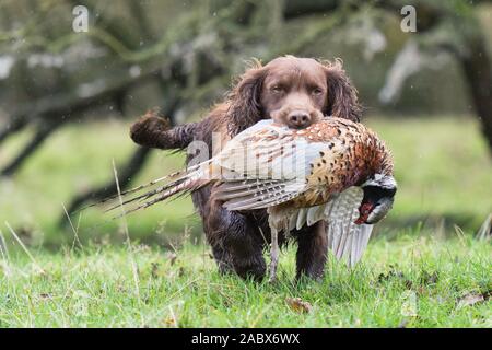 Hund Abrufen eines Fasan Stockfoto