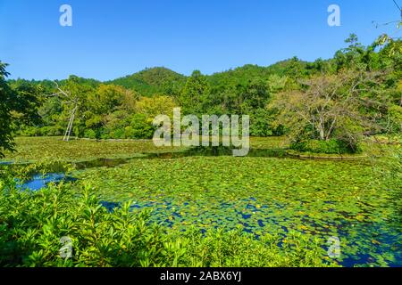 Blick auf einen Teich im Garten der Ryoanji-tempel, in Kyoto, Japan Stockfoto