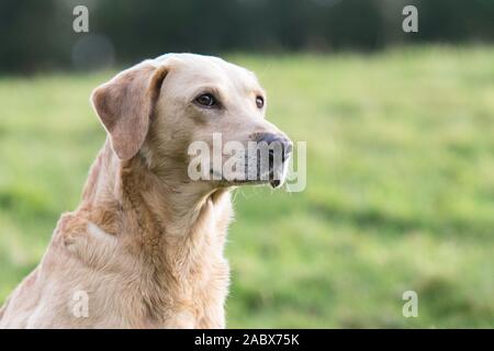 Kopfschuss des goldenen labradors Stockfoto