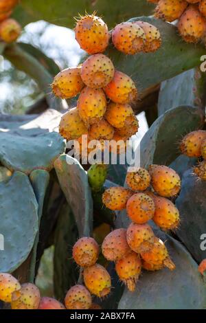 Leckere reife Früchte von Opuntia ficus indica Kakteen oder pickly Birne, zur Ernte bereit Stockfoto