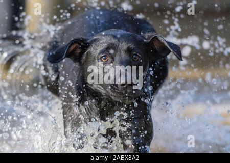 Schwarzer Labrador springt durch Wasser und sieht besorgt aus Stockfoto