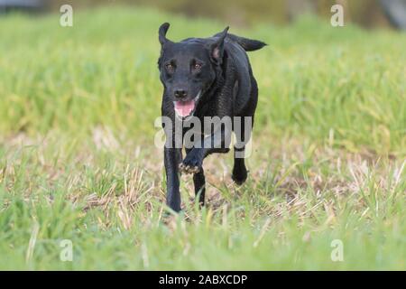 schwarze Labrador läuft Stockfoto
