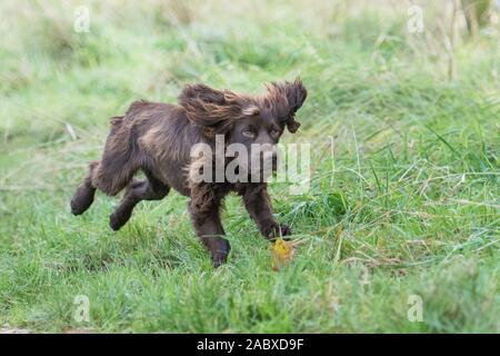 Schokolade Cocker Spaniel Stockfoto