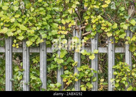 goldfruchtpalme toom Goldfruchtpalme - Dypsis lutescens main image 0