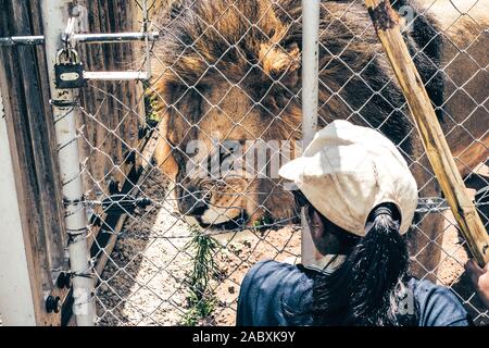 Frau Kauert vor einem majestätischen männlicher Löwe (Panthera leo) mit verärgerten Gesichtsausdruck in Gefangenschaft gehalten, die für die Zucht - Centurion, Südafrika Stockfoto