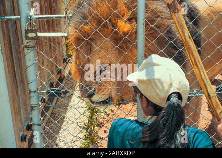 Frau Kauert vor einem majestätischen männlicher Löwe (Panthera leo) mit verärgerten Gesichtsausdruck in Gefangenschaft gehalten, die für die Zucht - Centurion, Südafrika Stockfoto