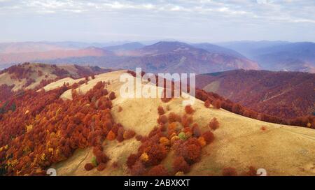 Herbst Berge und rote Buche Wald in den Karpaten, in der Ukraine. Antenne drone Blick auf schöne Berglandschaft bei Sonnenaufgang Stockfoto