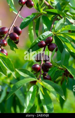 Kleine unreife Aprikosen Früchte Rip auf Aprikosen Baum im Frühling, die Landwirtschaft in Griechenland Stockfoto