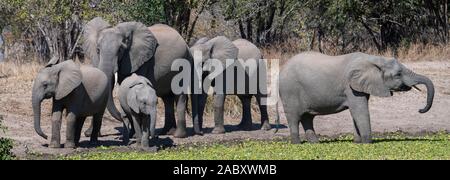 Afrika, Sambia South Luangwa National Park. Afrikanischer Elefant (Loxodonta africana) WILD: kleine Herde trinken vom Pool. Stockfoto