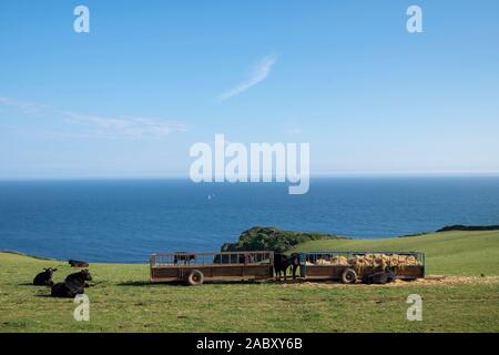 Aberdeen Angus Rinder auf dem Feld in der Nähe des Meeres im Osten Prawle, Devon, Großbritannien Stockfoto
