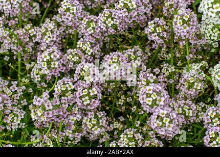 Lobularia maritima blossom Rasen garten anlage verwendet wird, Grenzen zu Design, Blumenbeete. Niedrige Pflanze mit weißen und violetten Blumen. Hintergrund backdro Stockfoto