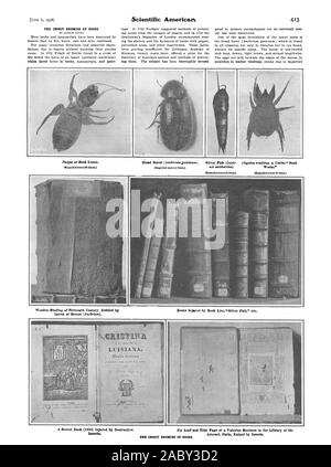 Ein neues Buch (1834) Verletzte durch destruktive Fliegen Blatt und den Titel der Seite ein Valerius Maximus in der Bibliothek der Insekten. 1 - Neatanra LUISIANA. flarcia ftiotOrica 1., Scientific American, 1908-06-06 Stockfoto