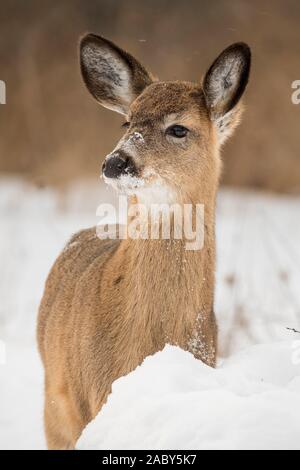 White-tailed deer standing im Schnee. Stockfoto