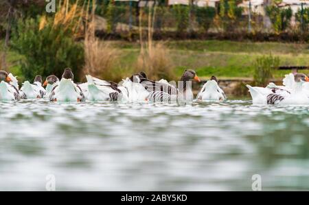 Herde von Enten schwimmen im Wasser. Stockfoto