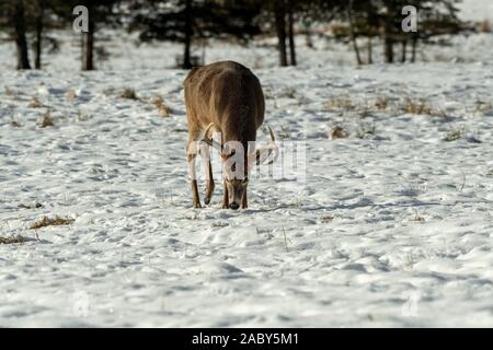 Weißwedelhirsche Buck auf der Suche nach Nahrung in den Schnee. Stockfoto