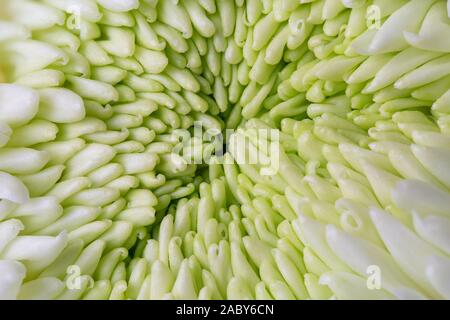 Weiß Chyrsanthemum Blütenkopf mit grünem Herzen, Makro Foto Stockfoto