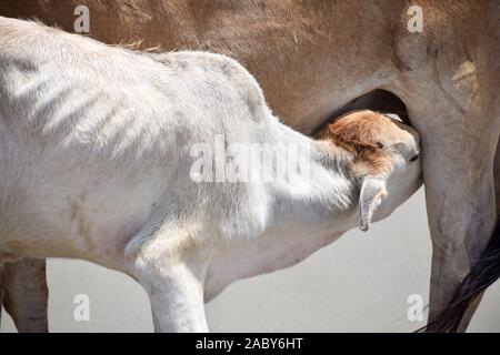 Cute Baby Kalb trinken Muttermilch. Indische Kuh Fütterung Milch zu ihr Kalb. Close Up. Eine ländliche Indien Hintergrund im Sommer. Stockfoto