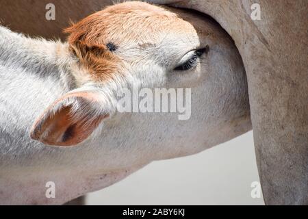 Cute Baby Kalb trinken Muttermilch. Indische Kuh Fütterung Milch zu ihr Kalb. Close Up. Eine ländliche Indien Hintergrund im Sommer. Stockfoto