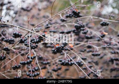 Zweig mit Beeren apfelbeere im Spätherbst. Stockfoto
