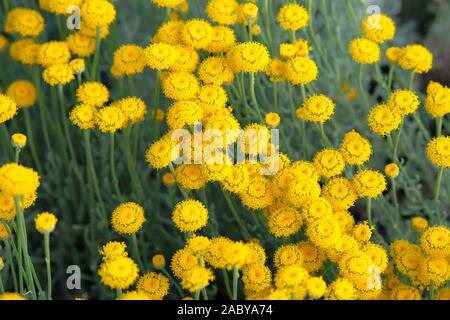Helichrysum Blumen und Biene auf grüne Natur verschwommenen Hintergrund. Gelbe Blumen für pflanzliche Arzneimittel. Heilpflanze. Stockfoto