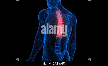 Wirbelsäule Brustwirbel des menschlichen Skeletts System Anatomie x-ray 3D-Rendering Stockfoto