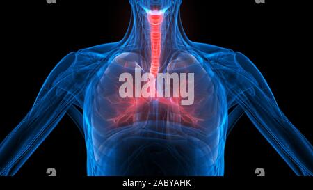 Lunge ein Teil des Human Respiratory System Anatomy 3D-Renderings Stockfoto