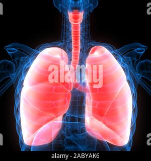 Lunge ein Teil des Human Respiratory System Anatomy 3D-Renderings Stockfoto