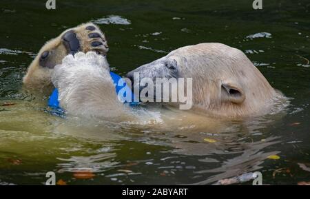 Berlin, Deutschland. 29 Nov, 2019. Polar bear Hertha spielt mit einem Ball im Wasser, in ihr Gehäuse im Tierpark Berlin. Credit: Paul Zinken/dpa/Alamy leben Nachrichten Stockfoto