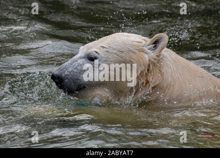 Berlin, Deutschland. 29 Nov, 2019. Polar bear Hertha schwimmt in ihr Gehäuse im Tierpark Berlin. Credit: Paul Zinken/dpa/Alamy leben Nachrichten Stockfoto