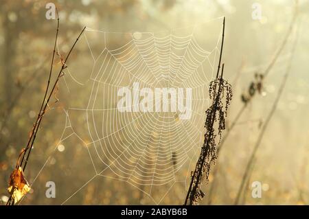 Spinnennetz auf einer Wiese von der aufgehenden Sonne beleuchtet. Stockfoto