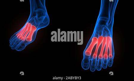 Menschliches Skelett System Knochen Gelenke Anatomie X-ray 3D-Rendering Stockfoto