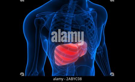 Leber ein Teil des menschlichen Verdauungssystems Anatomie 3D-Rendering Stockfoto