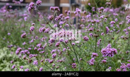 Lila eisenkraut oder purpletop vervain Blüten, wild wachsenden Blumen im Frühling, Hintergrund Textur Stockfoto