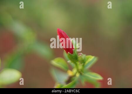 Noch unblown Knospe einer hellen roten Hibiskus Blume mit verschwommenen Hintergrund Stockfoto