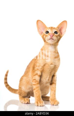 Rot Orientalisch Kurzhaar Katze auf einem weißen Hintergrund isoliert Stockfoto