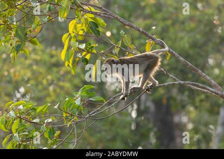Wild long tailed macaque Affen in Tanjung Puting Nationalpark, Kalimantan, Borneo Stockfoto
