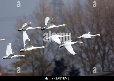 Singschwäne im Flug Stockfoto