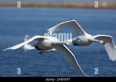 Singschwäne im Flug Stockfoto