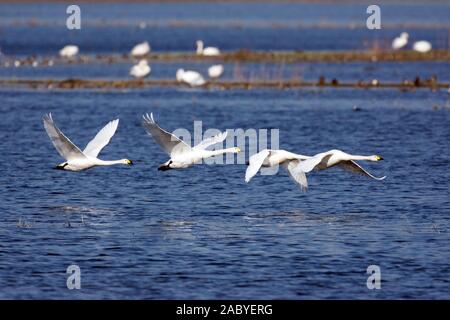 Singschwäne im Flug Stockfoto