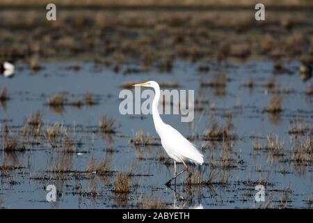 Great White Egret weht in Sumpf Stockfoto