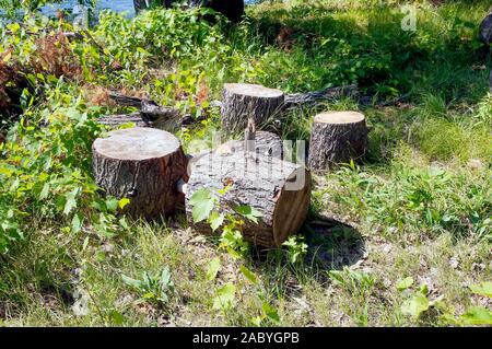 Gehackte Protokolle und Bäume natürlich verrottet. Stockfoto