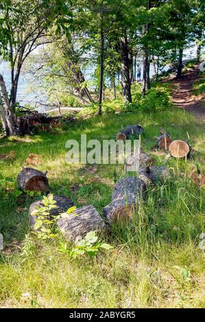 Gehackte Protokolle und Bäume natürlich verrottet. Stockfoto