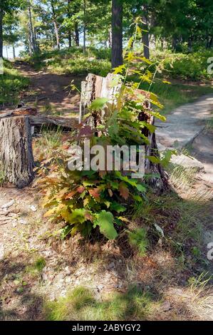 Gehackte Protokolle und Bäume natürlich verrottet. Stockfoto