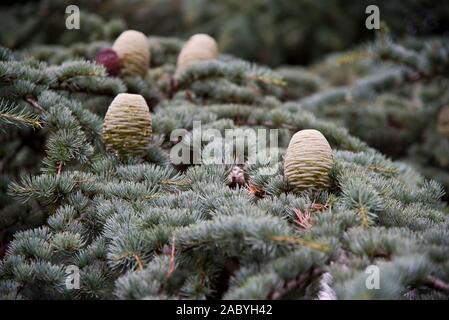 Nahaufnahme von Libanon-zeder (Cedrus libani) Stockfoto