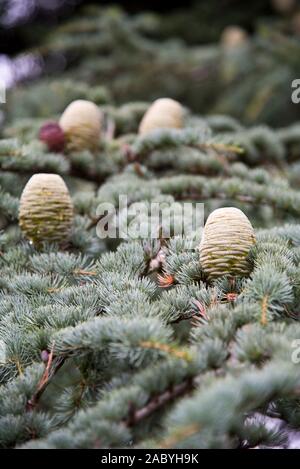 Nahaufnahme von Libanon-zeder (Cedrus libani) Stockfoto