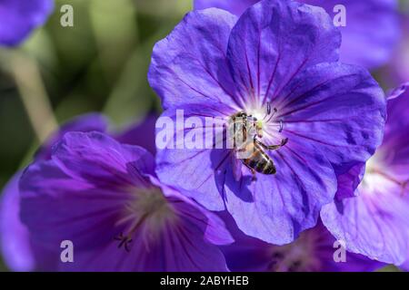 Biene sammelt Nektar, Pollen von einem violetten Geranium Rozanne Blume, auch als Gerwat oder JollyBee bekannt Stockfoto