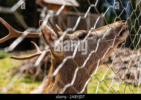 Close-up ein Reh hinter einem Zaun, Maschendraht, in den italienischen Alpen. Naturpark Paneveggio, Val di Fiemme, Trentino Alto Adige, Italien, Europa Stockfoto